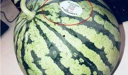 吃瓜网红马来西亚,揭秘东南亚网络文化新潮流