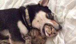 狗子黑料爆料视频,视频爆料背后的真相与争议